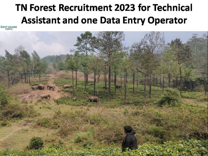 TN Forest Recruitment 2023 for Technical Assistant and DEO  | Graduates are Eligible!!!